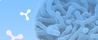 ビフィズス菌BB536について