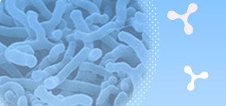 ビフィズス菌BB536について