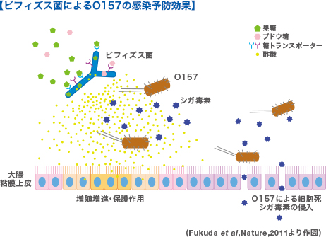 【ビフィズス菌によるO157の感染予防効果】