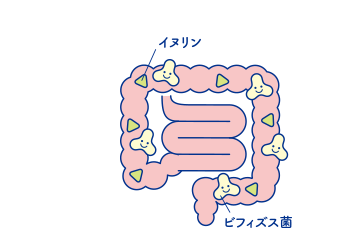 ビフィズス菌