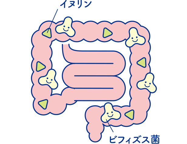 ビフィズス菌