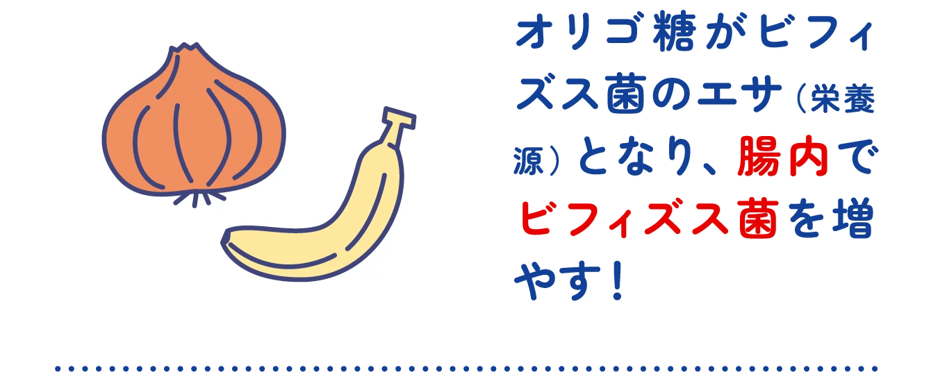 オリゴ糖がビフィズス菌のエサ（栄養源）となり、腸内でビフィズス菌を増やす！
