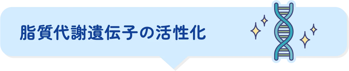 脂質代謝遺伝子の活性化