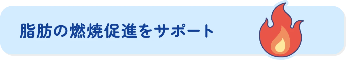 脂肪の燃焼促進をサポート